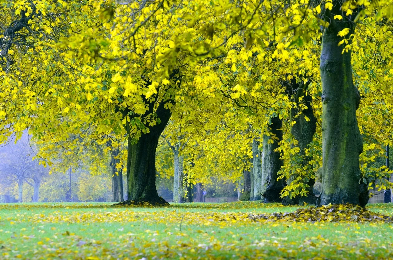 Trees and biodiversity: protecting life around us