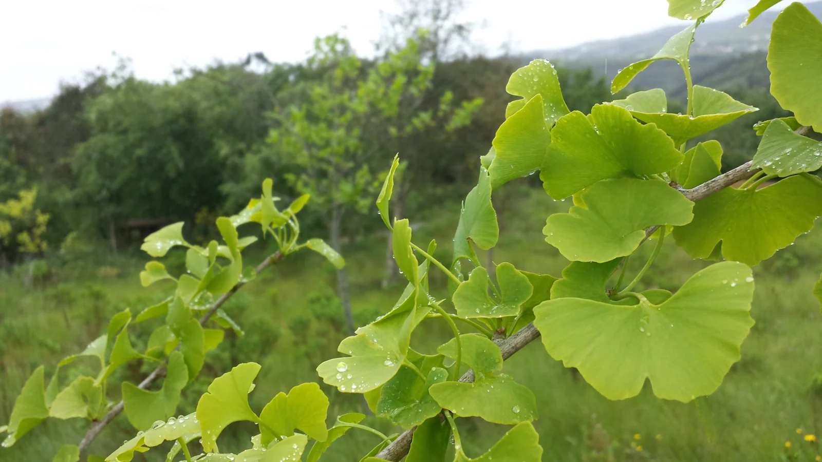 Como usar melhor a água no jardim e na horta