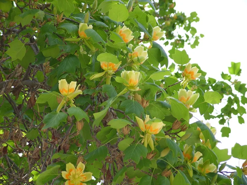 Cómo elegir árboles para plantar