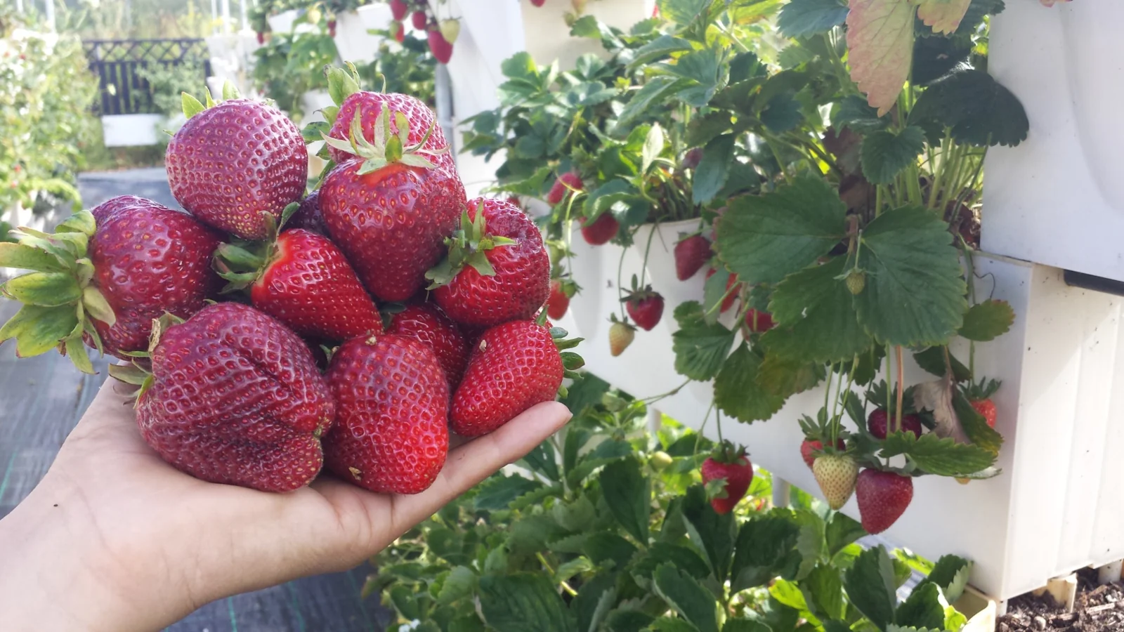 Plants and food: growing close to home