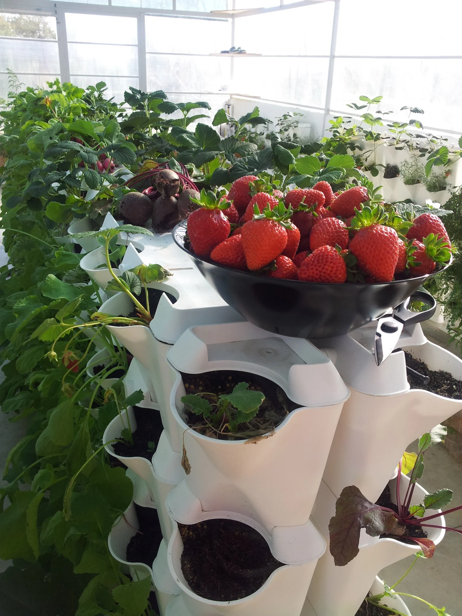 Soft Farming